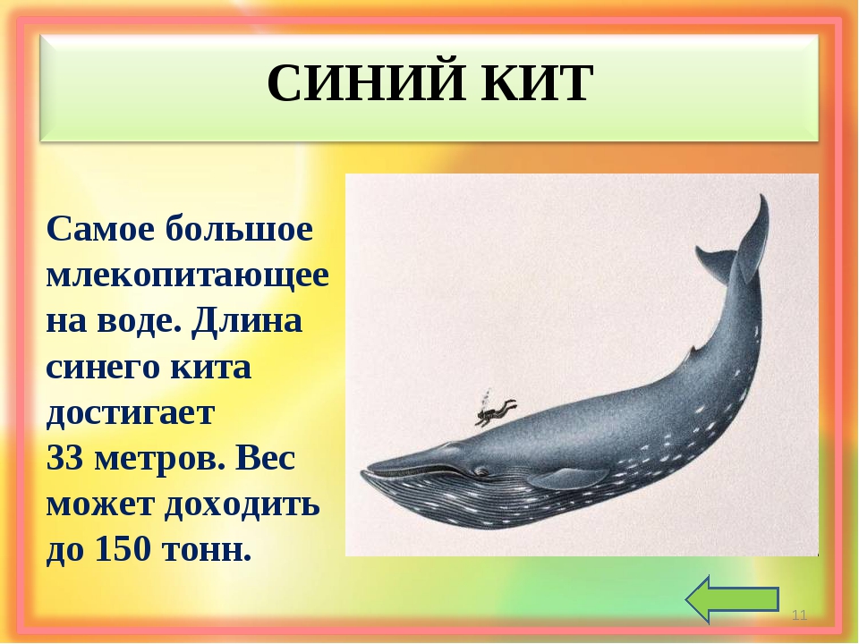 Какое млекопитающее самое крупное. Сколько весит синиекит. Вес крупного кита. Синий кит длина. Синий кит вес.