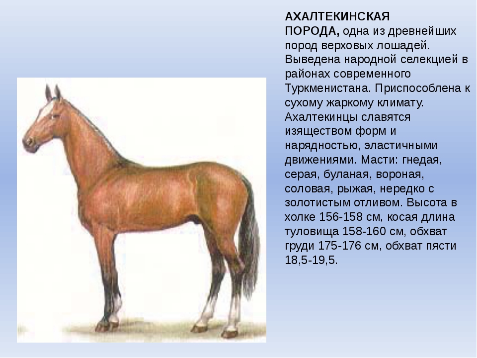 Верховой характеристика. Буденновская порода лошадей инбридинг. Ахалтекинская порода лошадей характеристика. Описание лошади. Сообщение о породе лошадей.