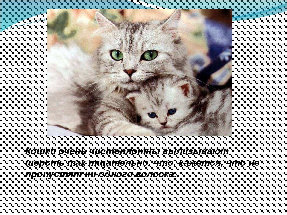Доклад про кошку. Сообщение о кошке. Проект про кошек. Кошка с котенком для презентации. Рассказ про кошку.