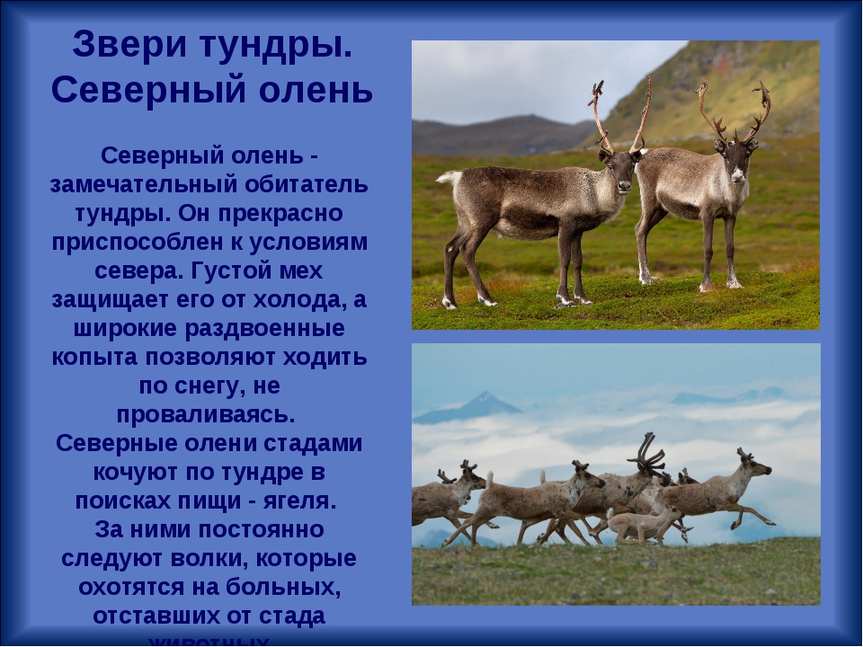 Тундра 4 класс окружающий мир с ответами. Сообщение о животных тундры. Сообщение о животных и растениях тундры. Доклад о животных тундры. Животные тундры сообщение.