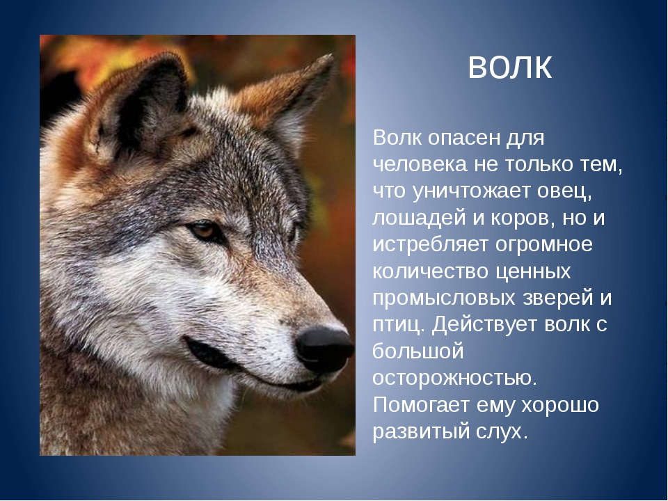 Доклад про волка. Волк для презентации. Самое интересное о волке. Волк краткое описание.