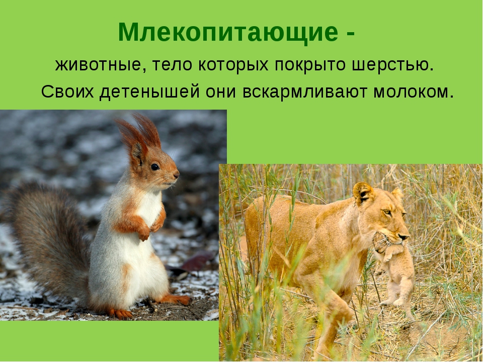 Три примера животных млекопитающих. Млекопитающие звери. Разнообразие млекопитающих. Животные тело которых покрыто. Три млекопитающих животных.