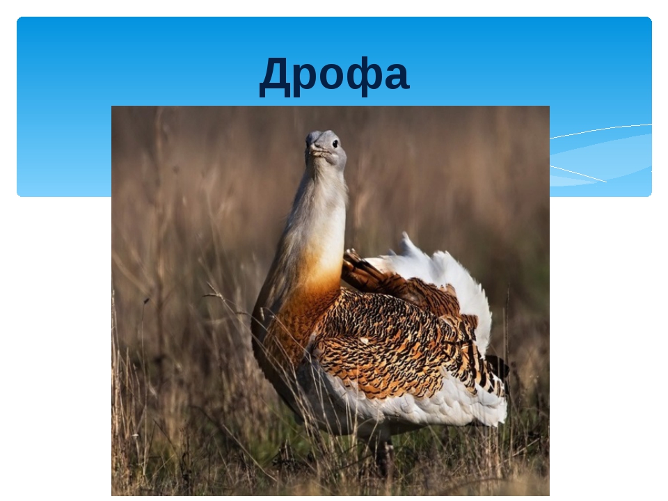 Дрофа в какой природной зоне. Дрофа в Воронежской области. Животные степи Дрофа. Животный мир Воронежской области. Зона степей Дрофа.