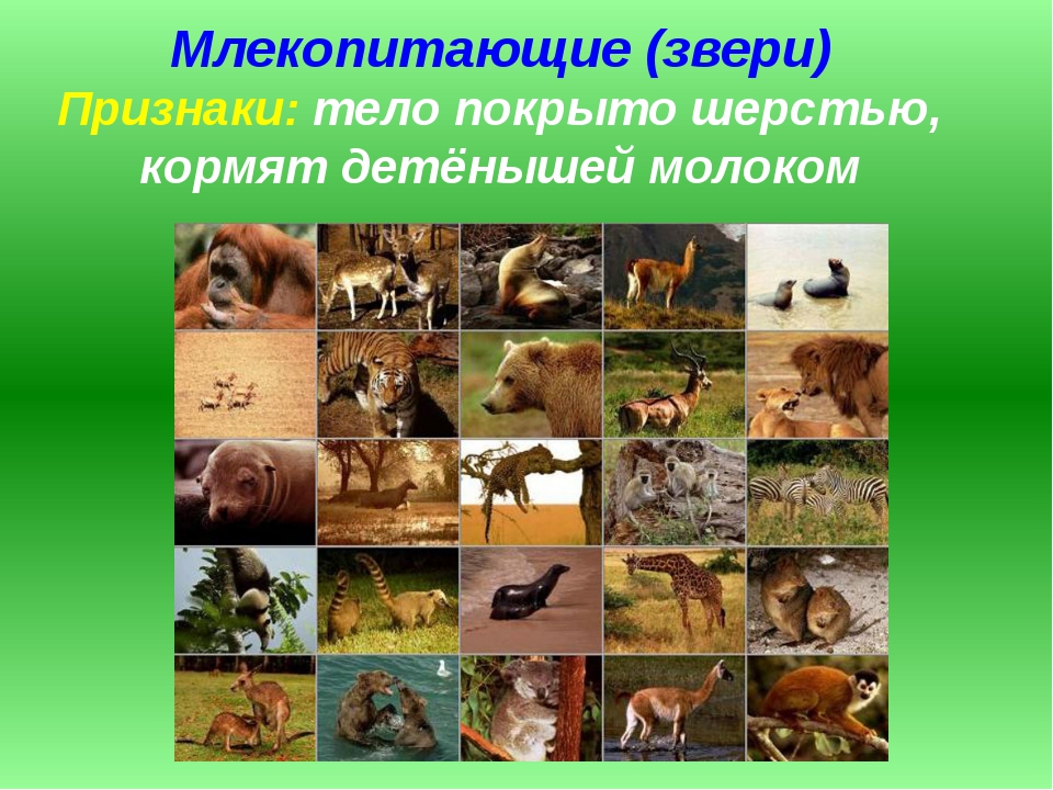 Млекопитающие животные это. Млекопитающие звери. Класс млекопитающие животные. Три млекопитающих животных. Окружающий мир млекопитающие.
