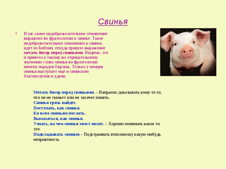В чем заключается хозяйственное значение свиней. Стих про свинью. Описание свиньи. Сообщение о свинье. Стих про хрюшку.