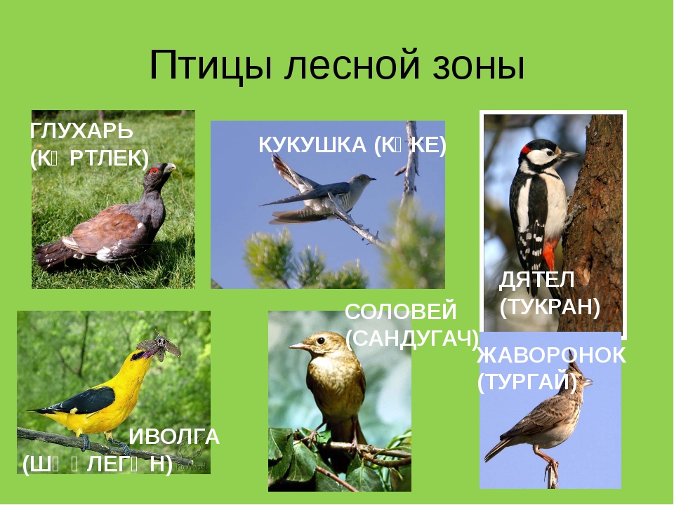 К птицам леса относятся. Птицы Лесной зоны. Птицы лесов России. Виды птиц обитающих в лесу. Виды лесных птиц.
