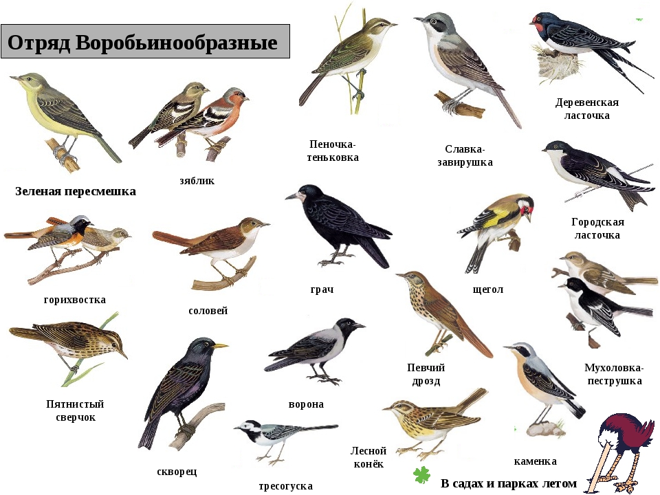 Перелетные птицы подмосковья картинки с названиями