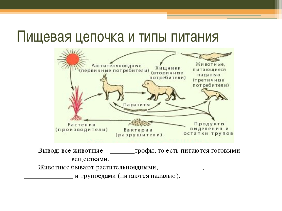 Типы питания схема биология 5 класс