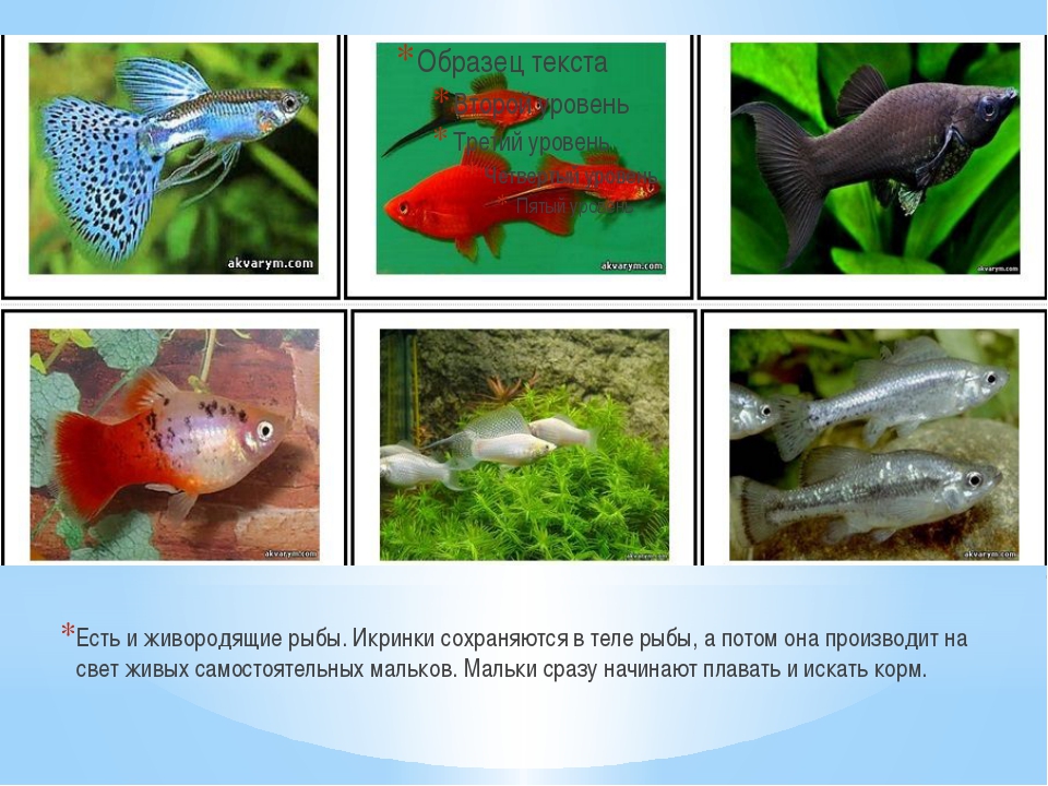 Виды аквариумных рыбок фото и названия