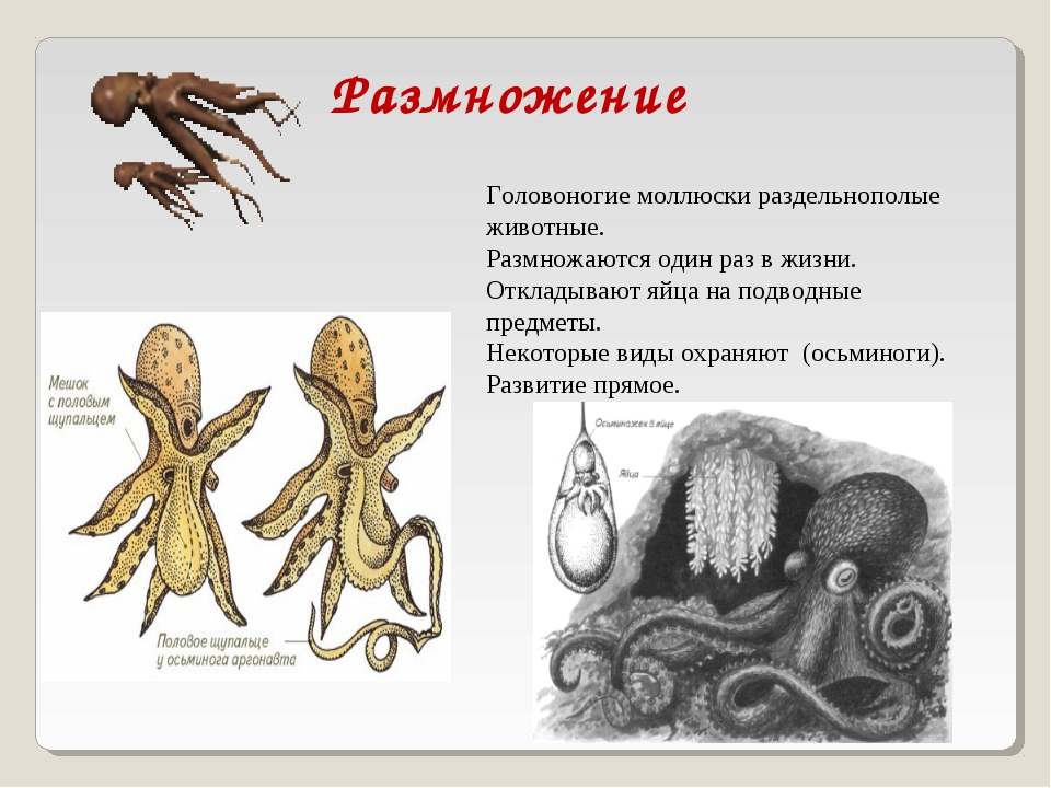 Развитие головоногих. Строение развитие головоногих моллюсков. Размножение система головоногих. Тип оплодотворения у головоногих моллюсков. Класс головоногие моллюски размножение.