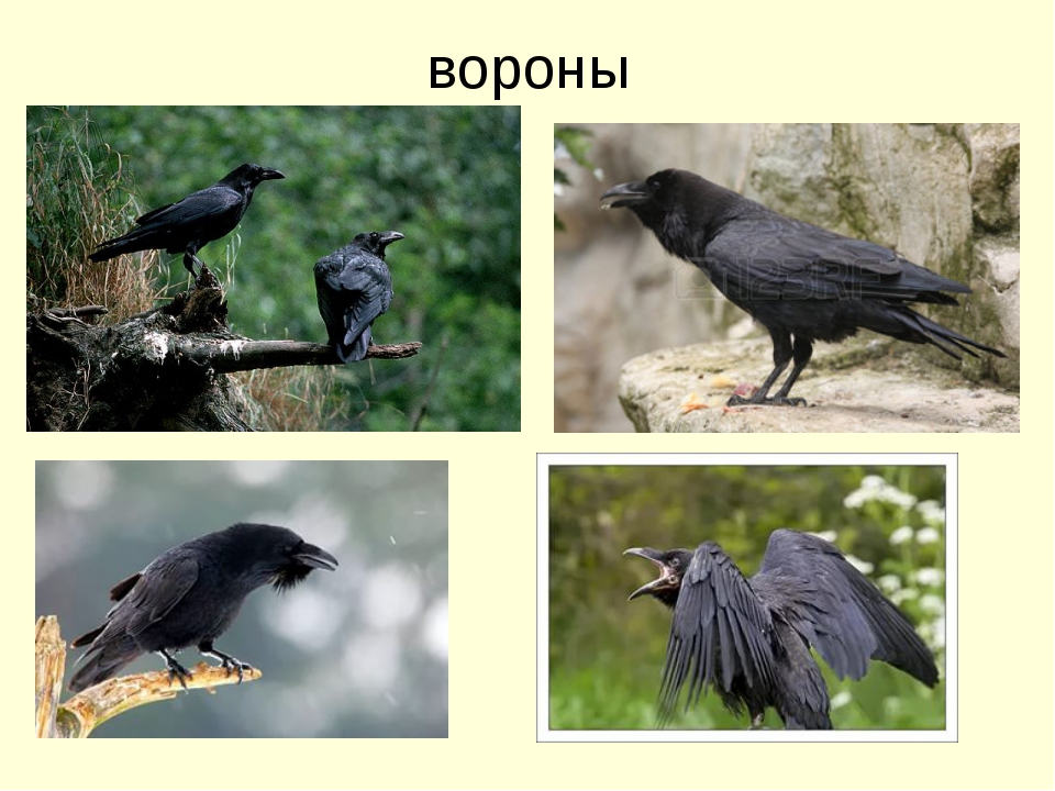 Фото ворона и грача как отличить описание