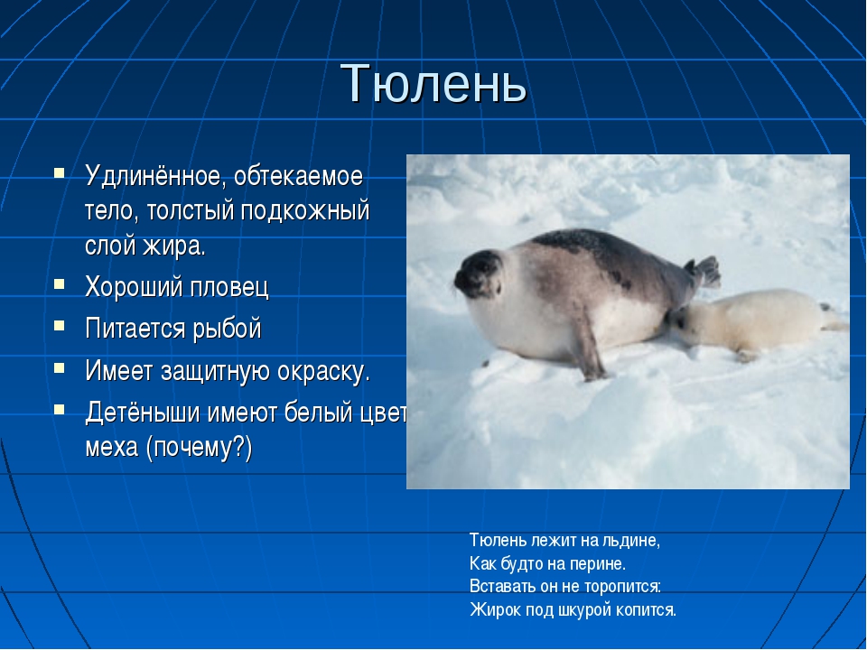 Животное арктических пустынь сообщение 4 класс. Информация о животных Арктики. Доклад о животных арктических пустынь. Информация о тюленях в Арктике. Тюлень доклад 1 класс.
