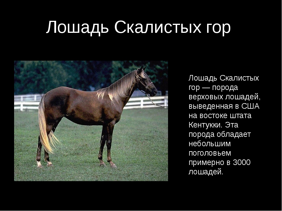 Описание лошадки. Сведения о лошадях. Описание лошади. Сообщение о лошади. Лошадь краткое описание.