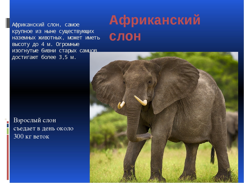История слоника. Описание слона. Небольшое описание слона. Слон : рассказы. Слоны 1 класс.