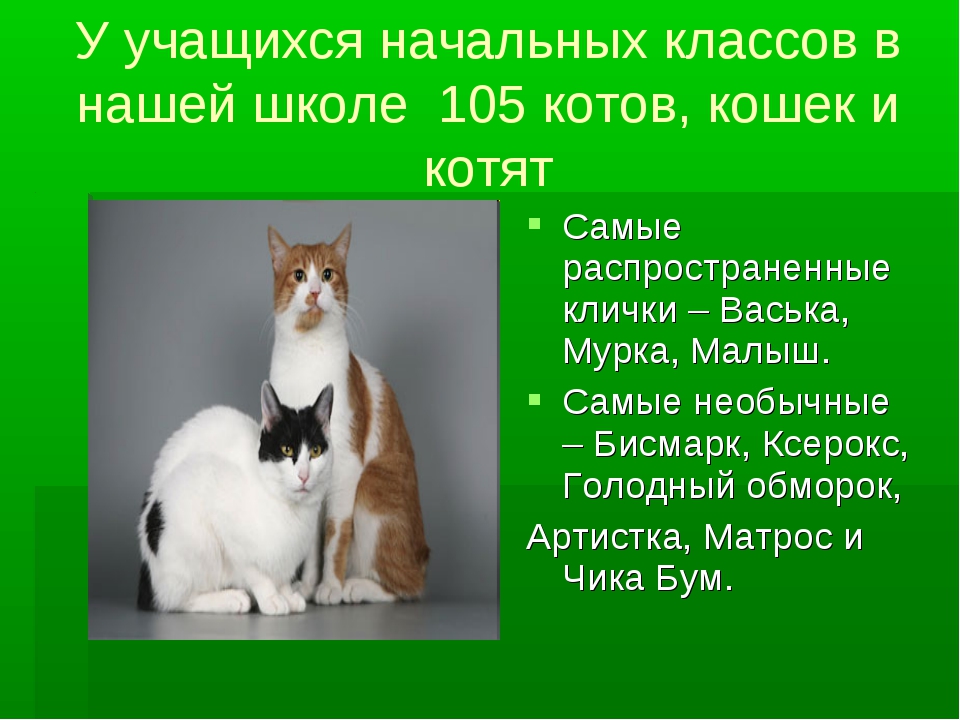 Как можно назвать кошку. Клички животных кошек. Клички для котов. Имена для кошек девочек. Интересные клички для котов мальчиков.