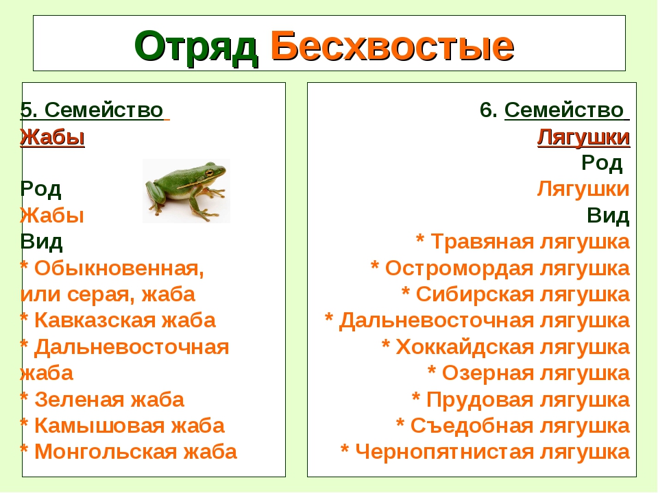 Семейства отряда бесхвостые. Лягушка род вид. Класс бесхвостые земноводные. Систематика отряда бесхвостые.