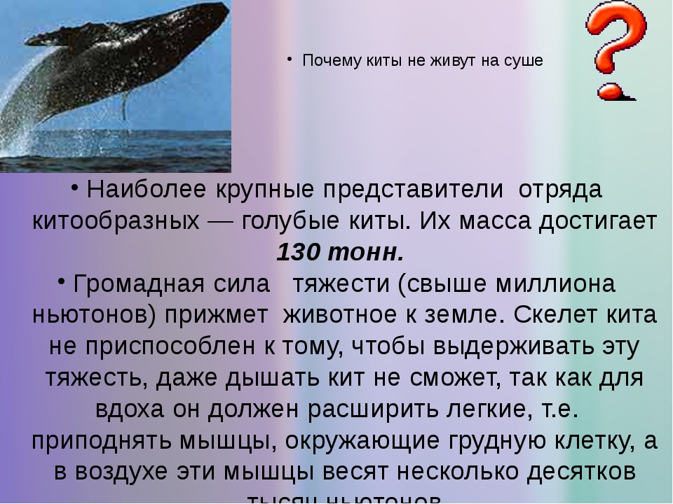 Где живет кит русский язык 1 класс. Где живет кит. Как дышит кит. Где обитают киты.