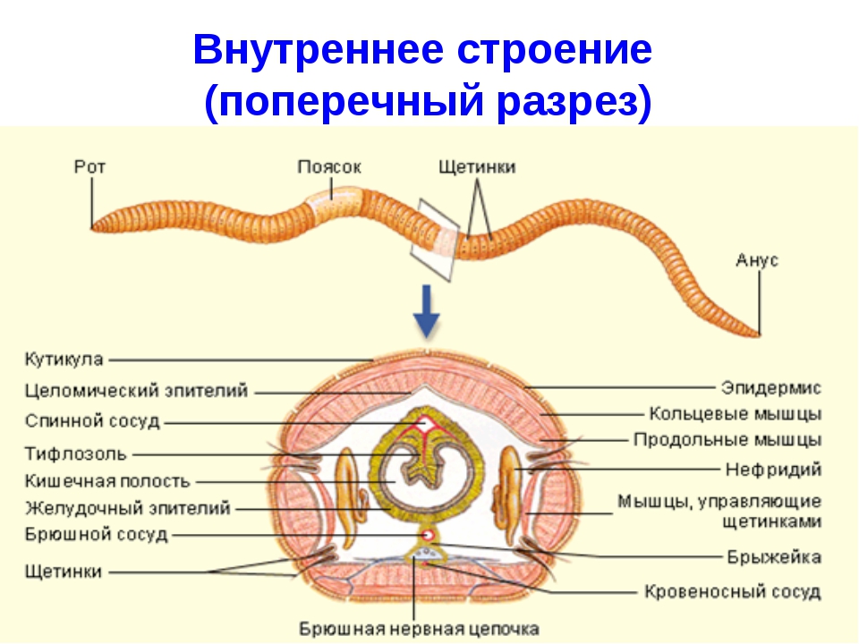 Схема строения дождевого червя