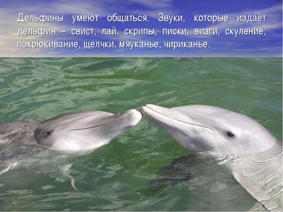 Дельфины живут лет
