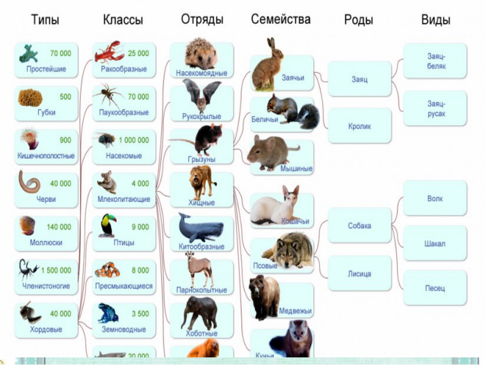 Типы животных классификация таблица. Царство Тип класс отряд семейство род вид. Цепочка царство Тип класс отряд семейство род вид. Животные вид отряд класс Тип царство. Таблица классификация животных Тип класса отряд семейство род вид.