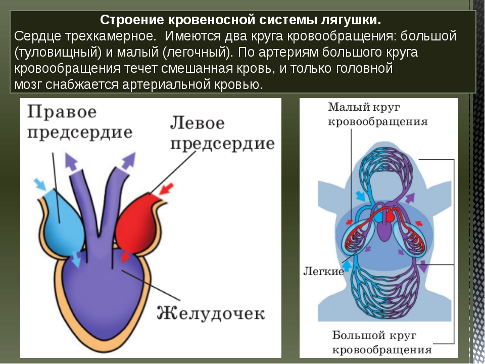 Сколько кровообращения у лягушек. Схема кровеносной системы и сердца лягушки. Земноводные кровеносная система круги кровообращения. Строение кровеносной системы лягушки. Строение сердца и кровеносной системы.