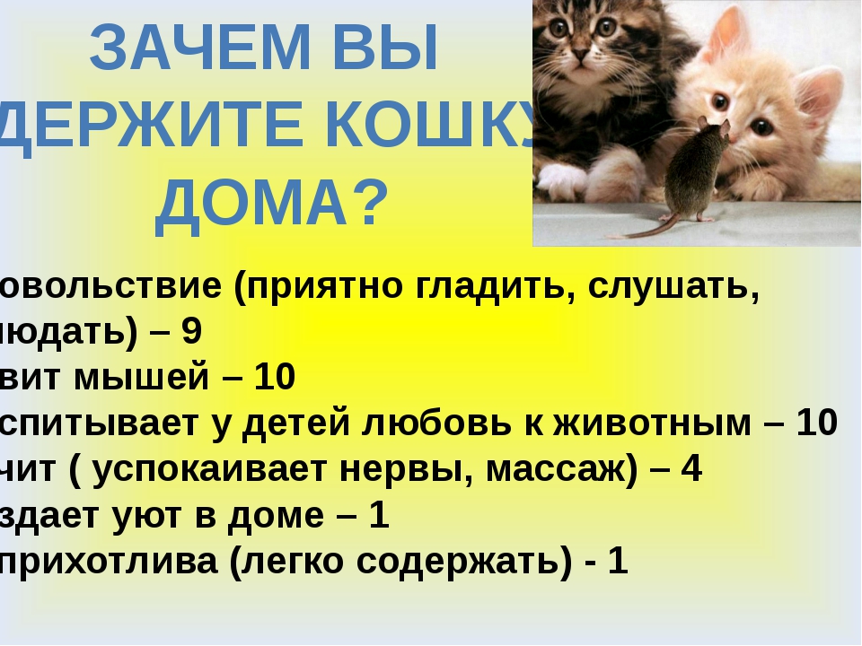 Почему кот отвечает. Какая польза от котов. Польза кошек для человека. Польза от кошки в доме. Факты о пользе кошек.