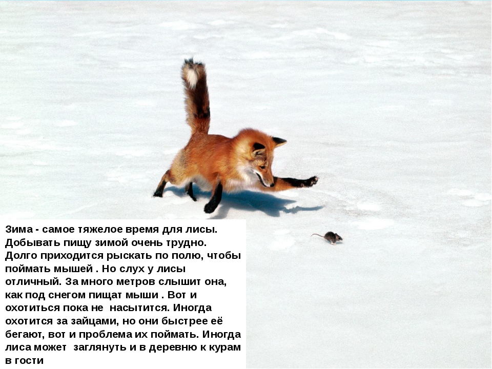 Охота на лисицу слова текст. Про лису зимой. Лисы питаются зимой. Как зимует лиса в лесу. Рассказ про лису.