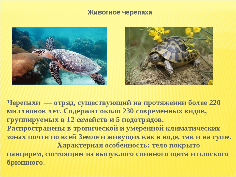 Черепаха приспособленность. Место обитания черепахи. Среда обитания морских черепах. Морские черепахи дышат. Форма тела черепахи.