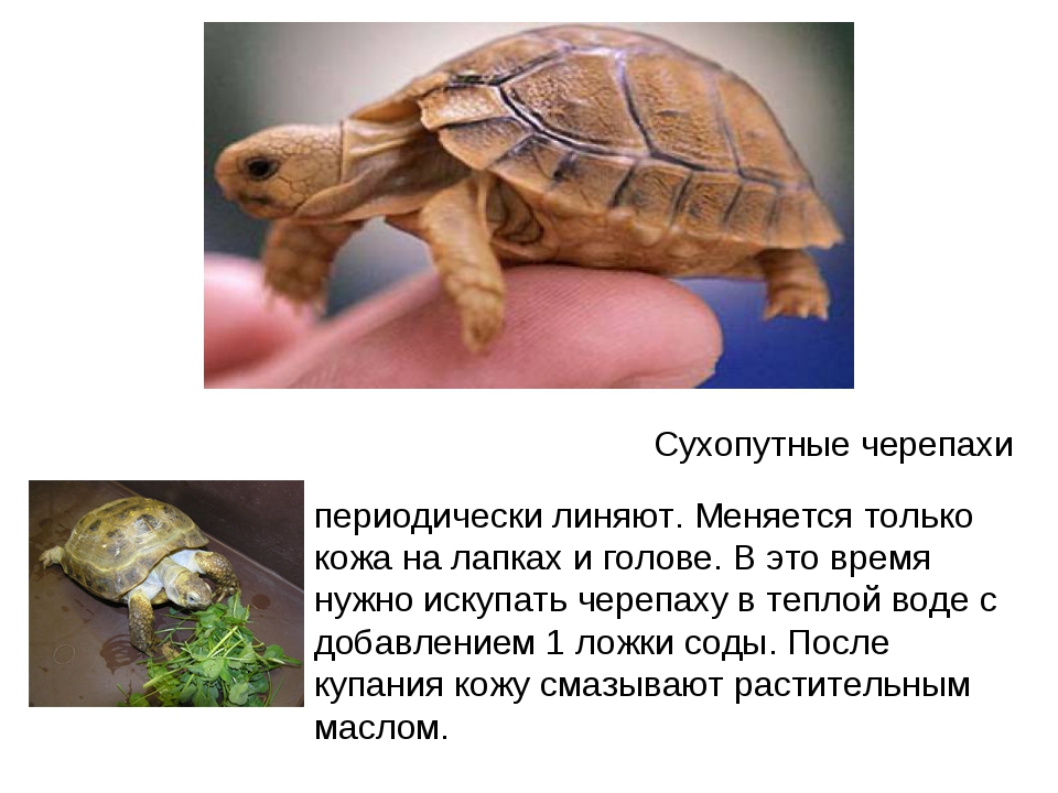 Черепаха сообщение 8 класс. Проект Среднеазиатская сухопутная черепаха. Сухопутная Среднеазиатская черепаха рисунок. Среднеазиатская красноухая черепаха. Сухопутная черепаха Среднеазиатская малыши.