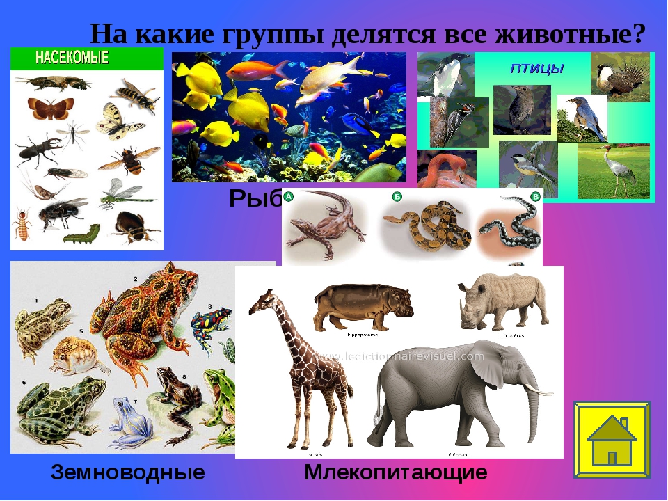 Животные делятся на группы. На какие группы делятся животные. Животные делятся на классы. На какие группы делятся животные 3 класс. Животные разделяются на.