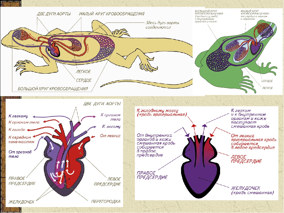 У черепахи четырехкамерное сердце. Внутреннее строение пресмыкающихся схема. Кровеносная система система пресмыкающихся. Пресмыкающиеся внешнее и внутреннее строение. Пресмыкающиеся внутреннее строение ящерицы.