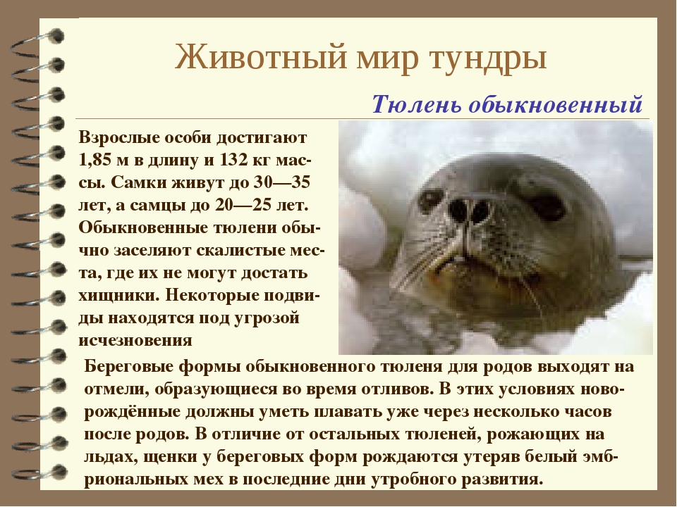 Тюлень в тундре. Тюлень живет в тундре. Тундровый тюлень. Тюлени обитают в тундре.