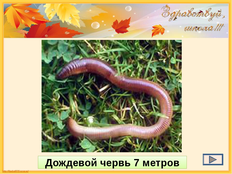 Дождевой червь обитает в среде. Дождевой червь 7 метров. Дождевой червь картинка. Дождевые черви среда обитания.
