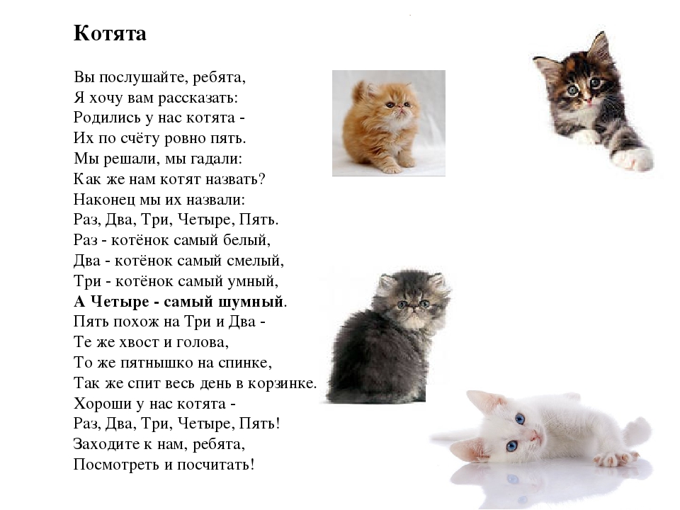 Как назвать котенка девочку. Вы Послушайте ребята я хочу вам рассказать. Имена для маленьких котиков. Как назвать котенка. Красивые имена для маленьких котят.