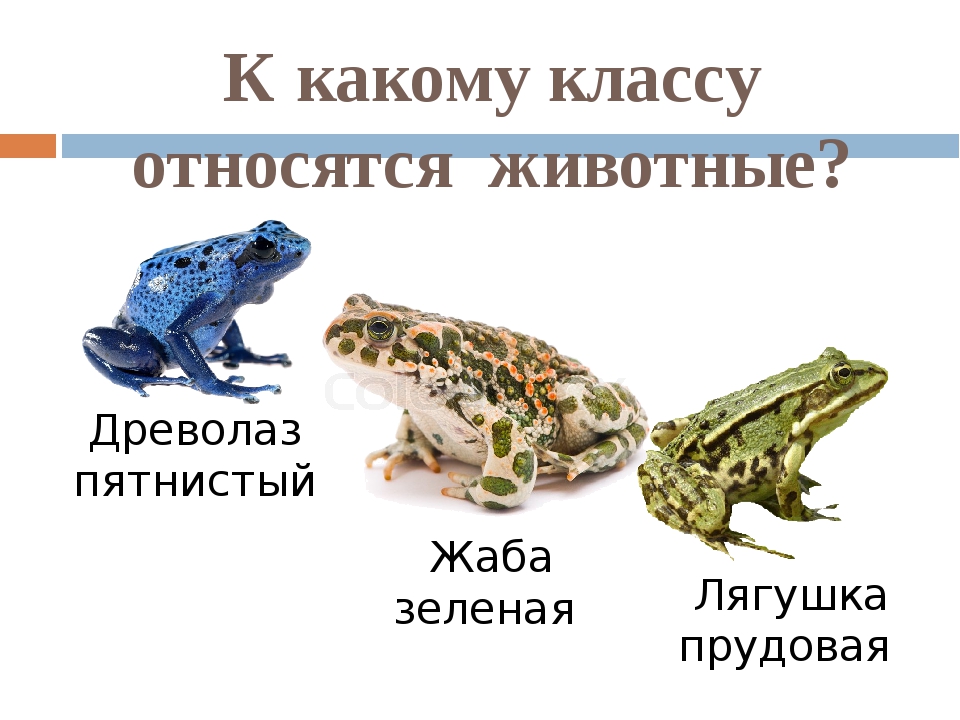 Сходство лягушки и жабы 2. К какому классу относится лягушка. К какому классу относятся животные. Жаба к какому классу животных относится. К какому классу относится это животное.