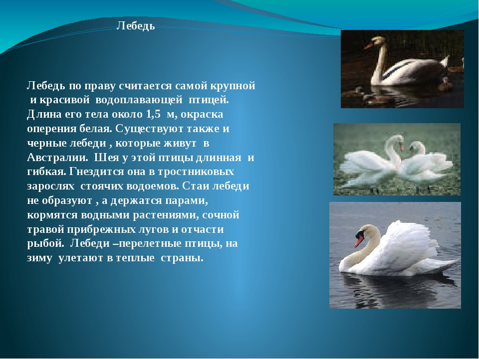 Жизнь лебедей 4 класс