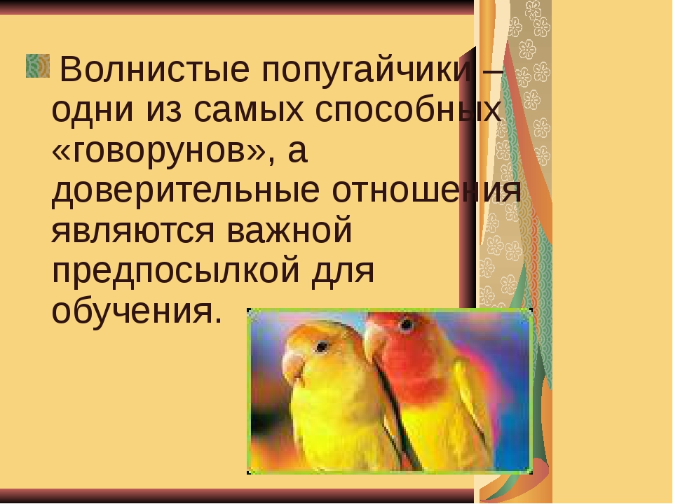 Попугай говорит уроки. Как научить попугая разговаривать. Как научить попугая говорить. Волнистый попугайчик как научить говорить. Как научить волнистого попугайчика разговаривать.