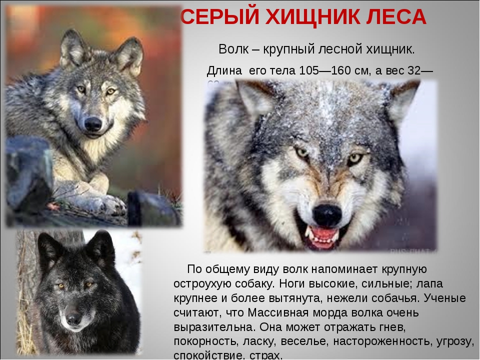 Сколько лет живут волки. Хищные животные волки. Волк опасное животное для человека. Характер волка. Доклад про волка.