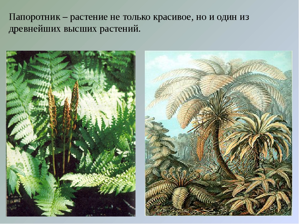 Какие древние растения. Древние Папоротникообразные. Девонские Папоротниковидные. Палеофитные папоротники. Девонский период Папоротниковидные.