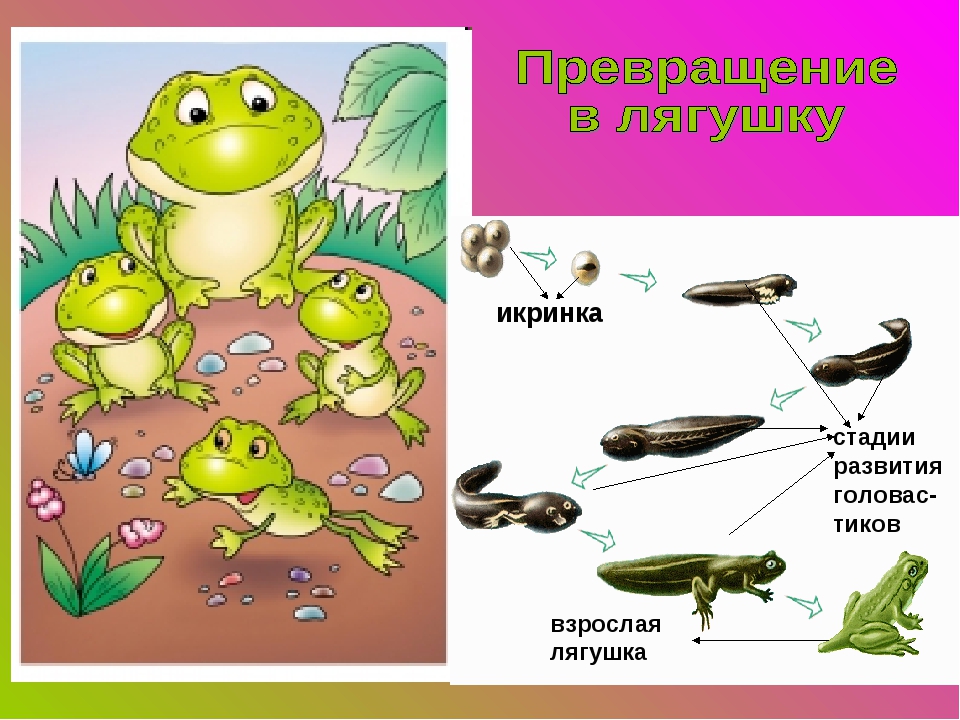 Цикл развития лягушки схема. Жизненный цикл лягушки для детей. Стадии развития лягушки. Стадии появления лягушки.