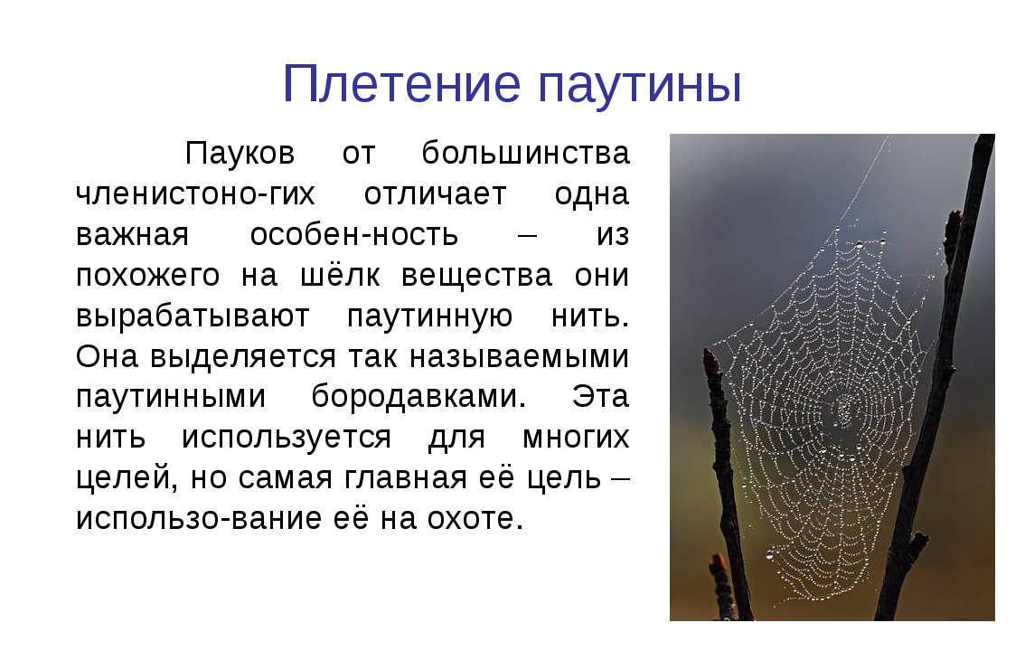 Паук сплел паутину как показано на рисунке. Плетение паутины пауком. Как паук цепляет паутину. Паук плетет паутину. Как паук плетет паутину.