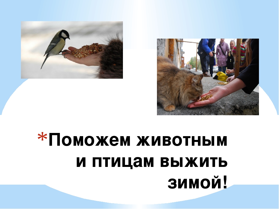 Как помочь животным в зимнее время. Помощь животным и птицам. Птица помогающая животным. Как помочь животным и птицам зимой.