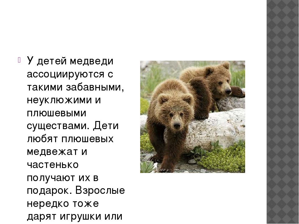 Рассказ про медведя 1 класс. Медведь для презентации. Рассказ о медведе. Доклад о медведях. Бурый медведь для детей.