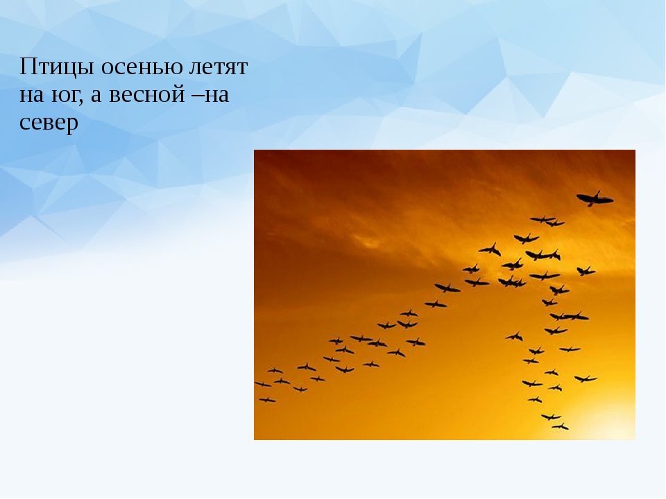 Осенью улетают на юг. Птицы улетающие с севера. Птицы летят на Север. Птицы которые улетают весной. Птицы которые улетают на Север.