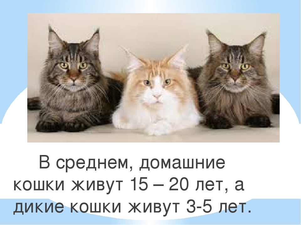 Средняя жизнь домашних кошек. Сколько лет живут кошки. Год кошки. Сколько живет домашняя кошка. Сколько лет живёт кошка домашняя.