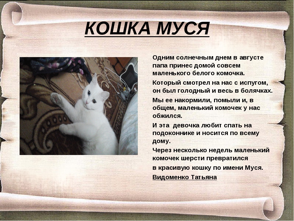 Кошка имя. Клички для мальчиков котов Муся. Назвать мою кошку. Сказочное имя для кошечки. История про кошку Мусю.