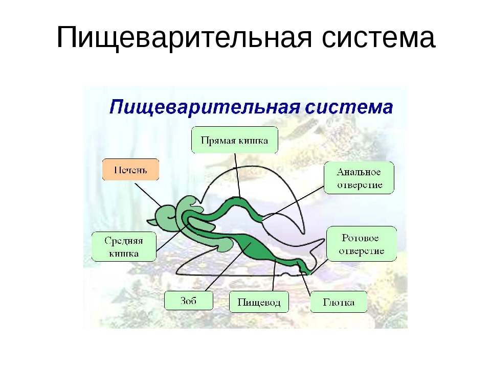 Передвижение и питание. Пищеварительная система брюхоногих моллюсков. Пищеварительная система брюхоногих схема. Брюхоногие моллюски строение пищеварительной системы. Пищеварительная система прудовика.