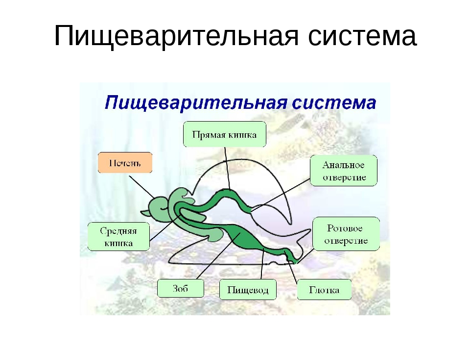 Пищеварительная система брюхоногих