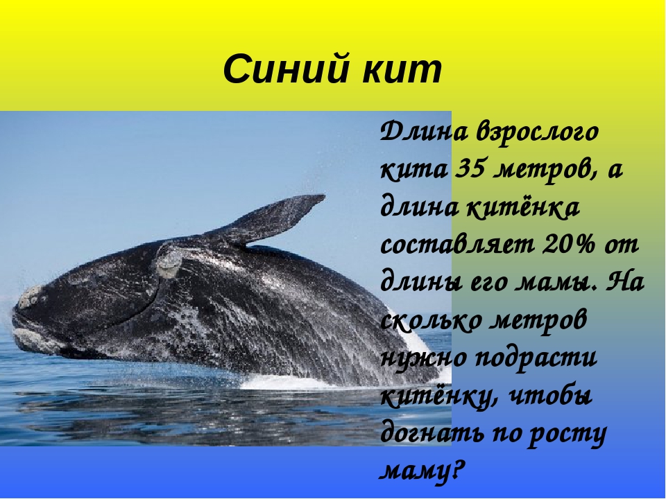 Сердце синего кита весит семьсот килограммов. Синий кит длина. Вес взрослого кита. Сколько метров кит. Синий кит (длина 33 м).