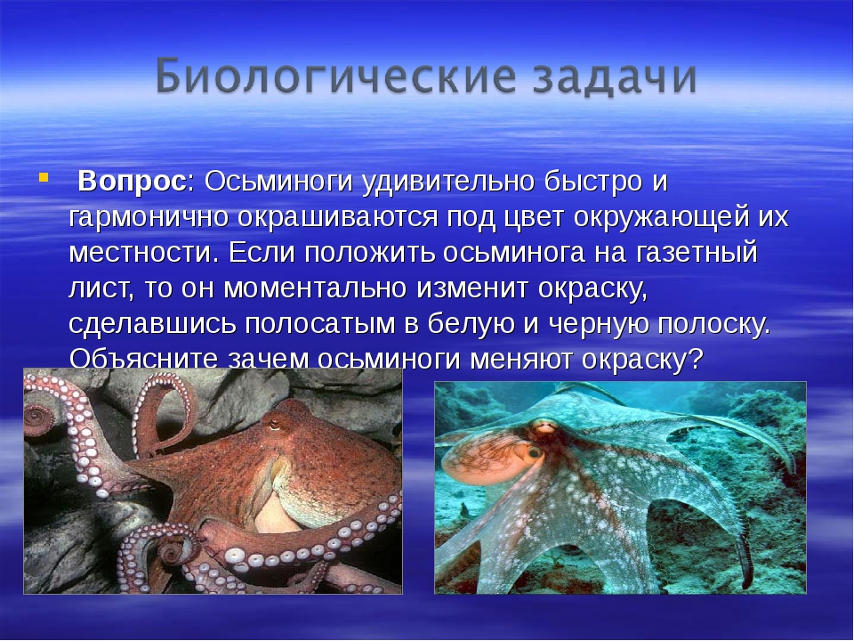 Головоногие моллюски виды